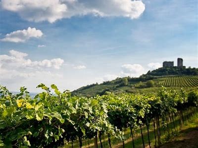 Exploring the Unique Process and Flavors of Appassimento in Wine Production