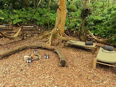 Exploring the Exciting World of Dschungelcamp and Interwetten Betting Opportunities